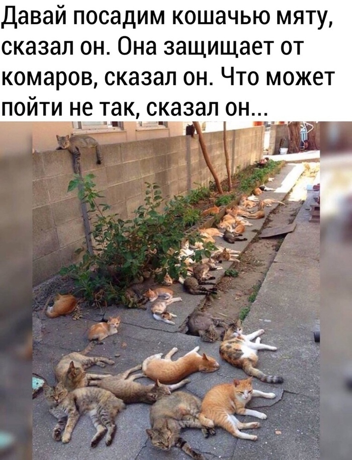 Финальная сцена из кошачьего "Парфюмера")