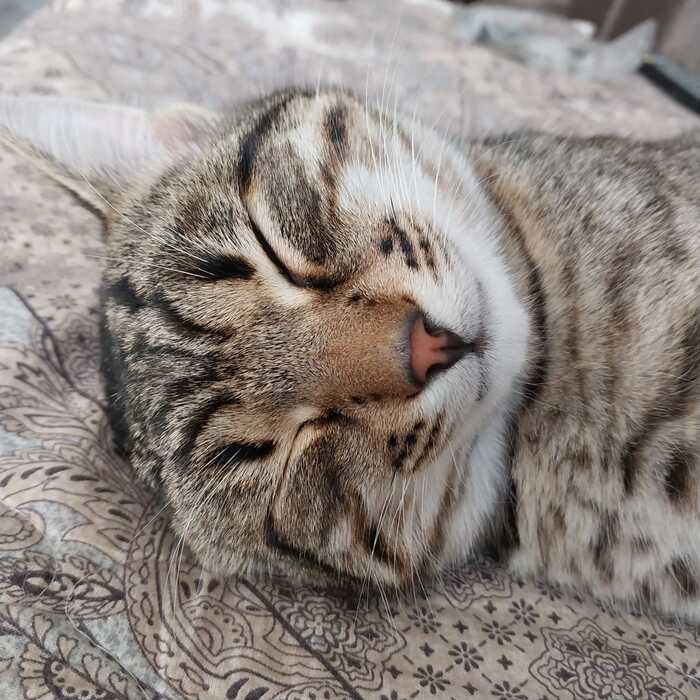 Leo ,  , 