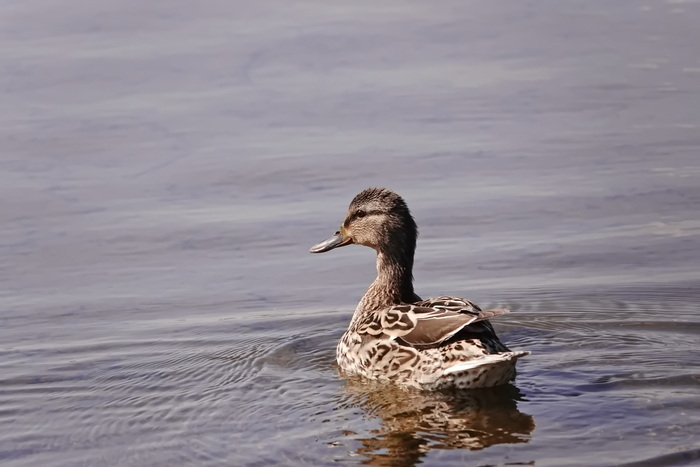 ���� - ��� � � ��������� ����