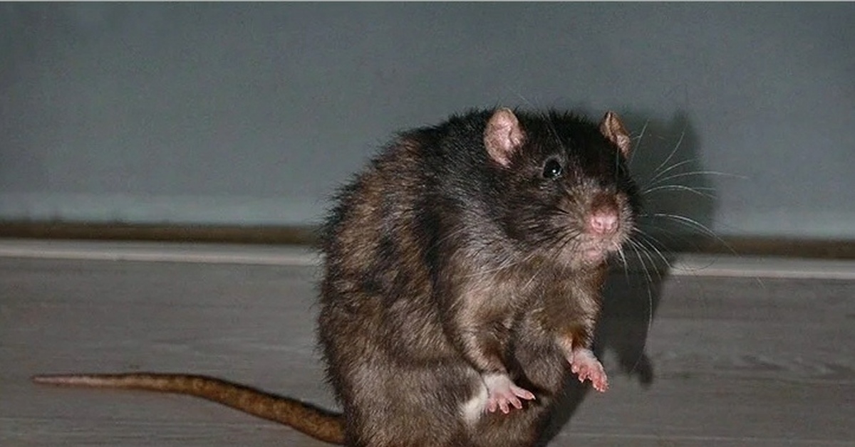 Жир мыши. Толстая крыса. Упитанная крыса. Крыса толстенькая.