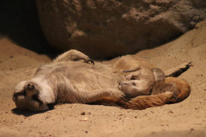 Главное - грамотно организовать работу всей семьи