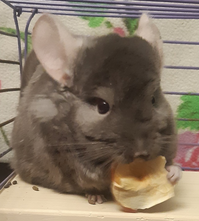 Моя любимая мося