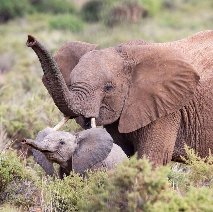 Радостный слонёнок Детеныш, Слоны, Дикие животные, Дикая природа, Кения, Африка, Фотография