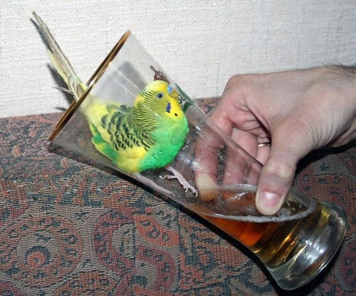 ������� ��������� - ���� � �����