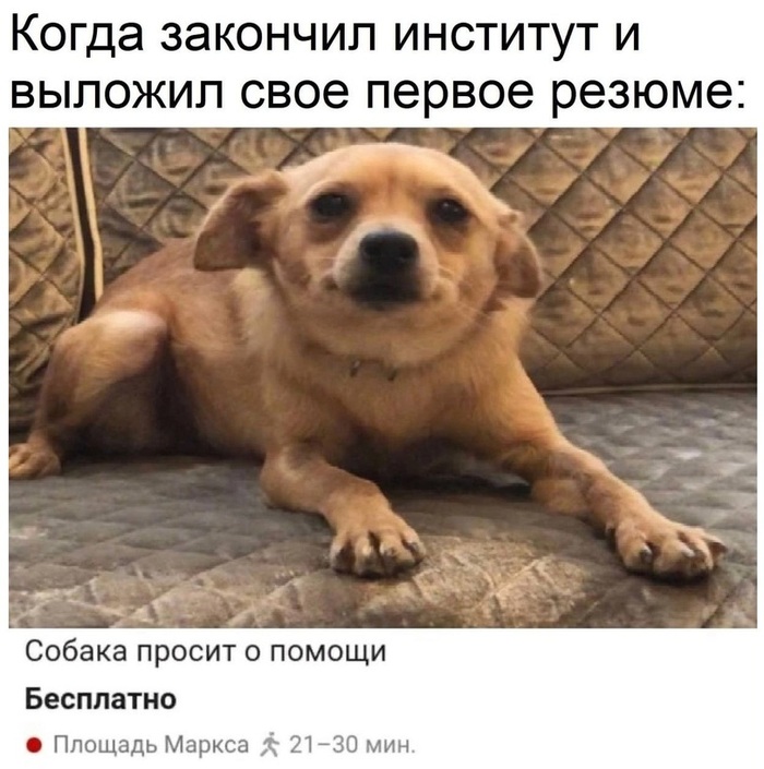 Первое резюме