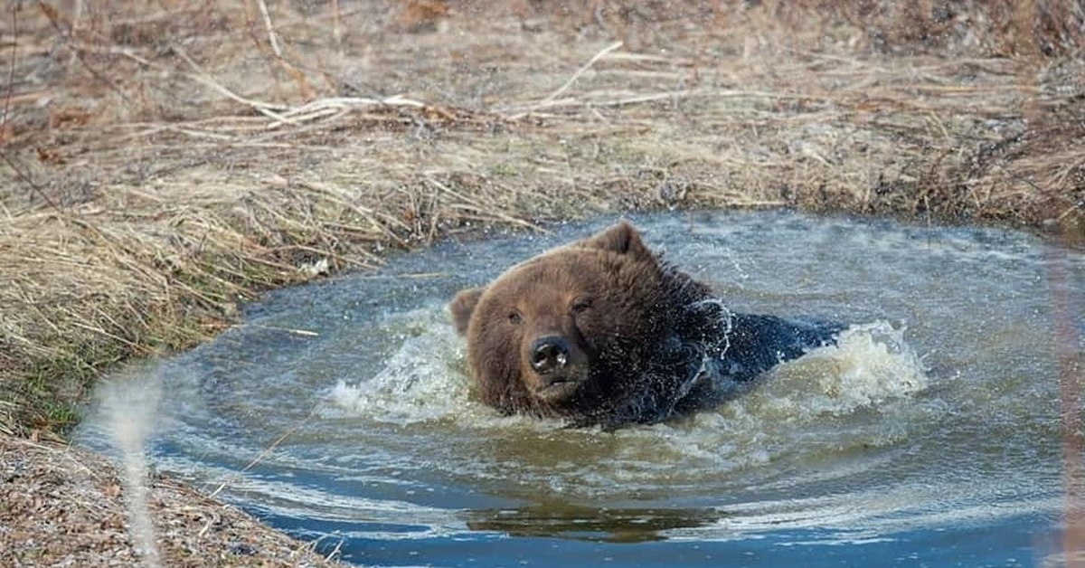 Долина медведей