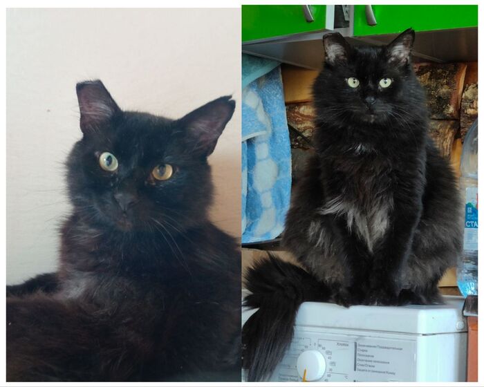 Продолжение поста &laquo;Благодарность чёрного дачного кота с отмороженным ухом&raquo; Кот, Стерилизация, Дача, Зима, Лето, Длиннопост, Ответ на пост, Черный кот