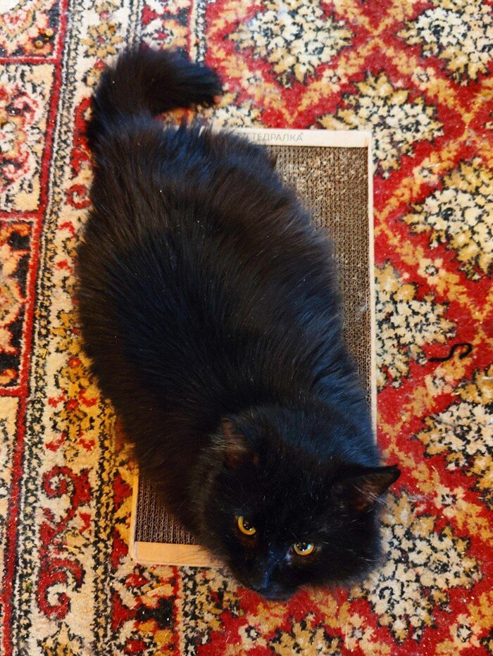 Продолжение поста &laquo;Благодарность чёрного дачного кота с отмороженным ухом&raquo; Кот, Стерилизация, Дача, Зима, Лето, Длиннопост, Ответ на пост, Черный кот
