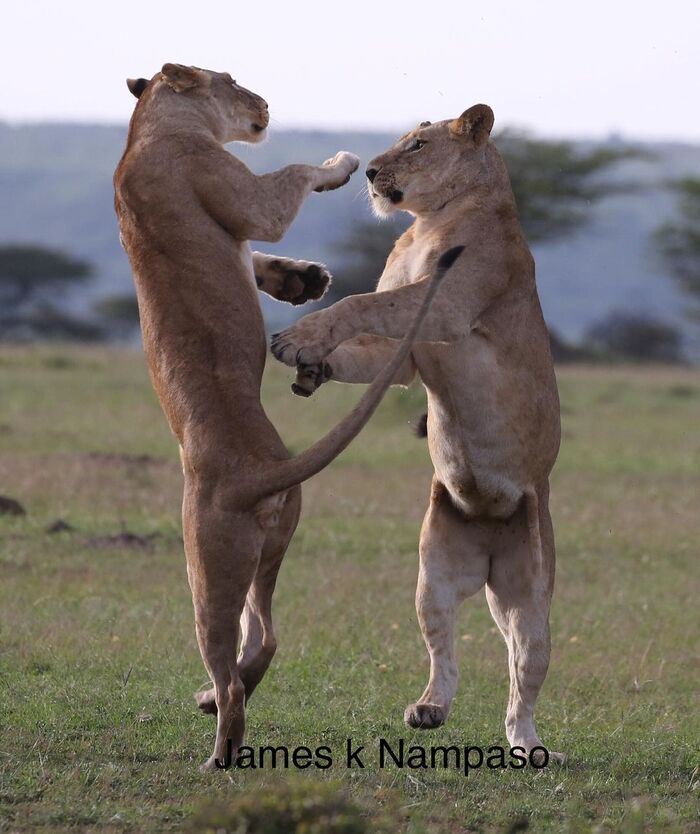 Школа танцев