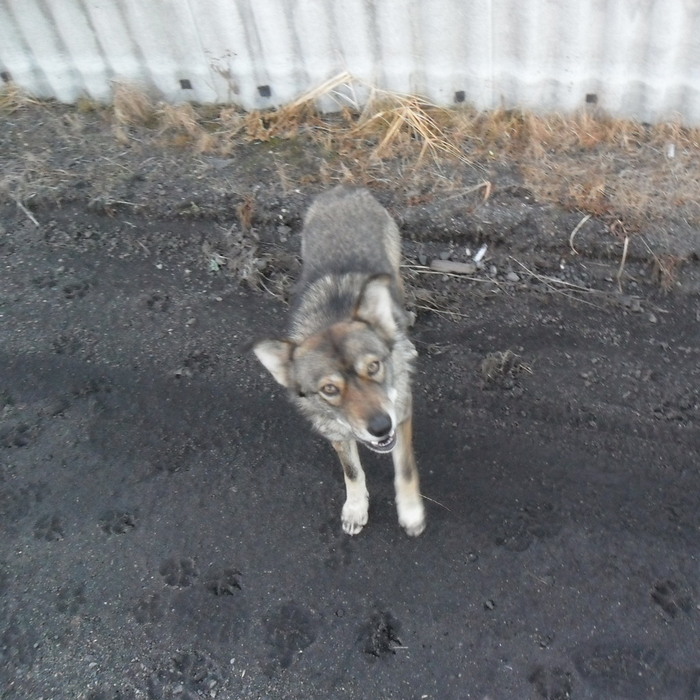 Собака дала в глаз