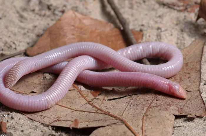 Что это за штука - 177 Перевел сам, WhatIsThisThing, Видео, YouTube, Длиннопост Что это за штука - 177 Перевел сам, WhatIsThisThing, Видео, YouTube, Длиннопост