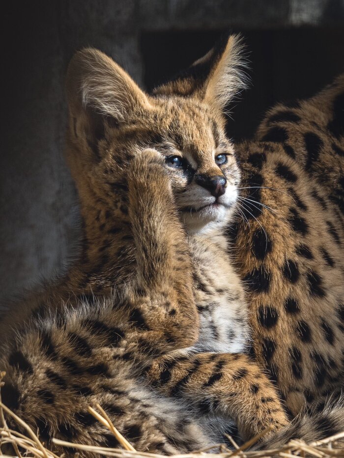 Здравия желаю, камрады !