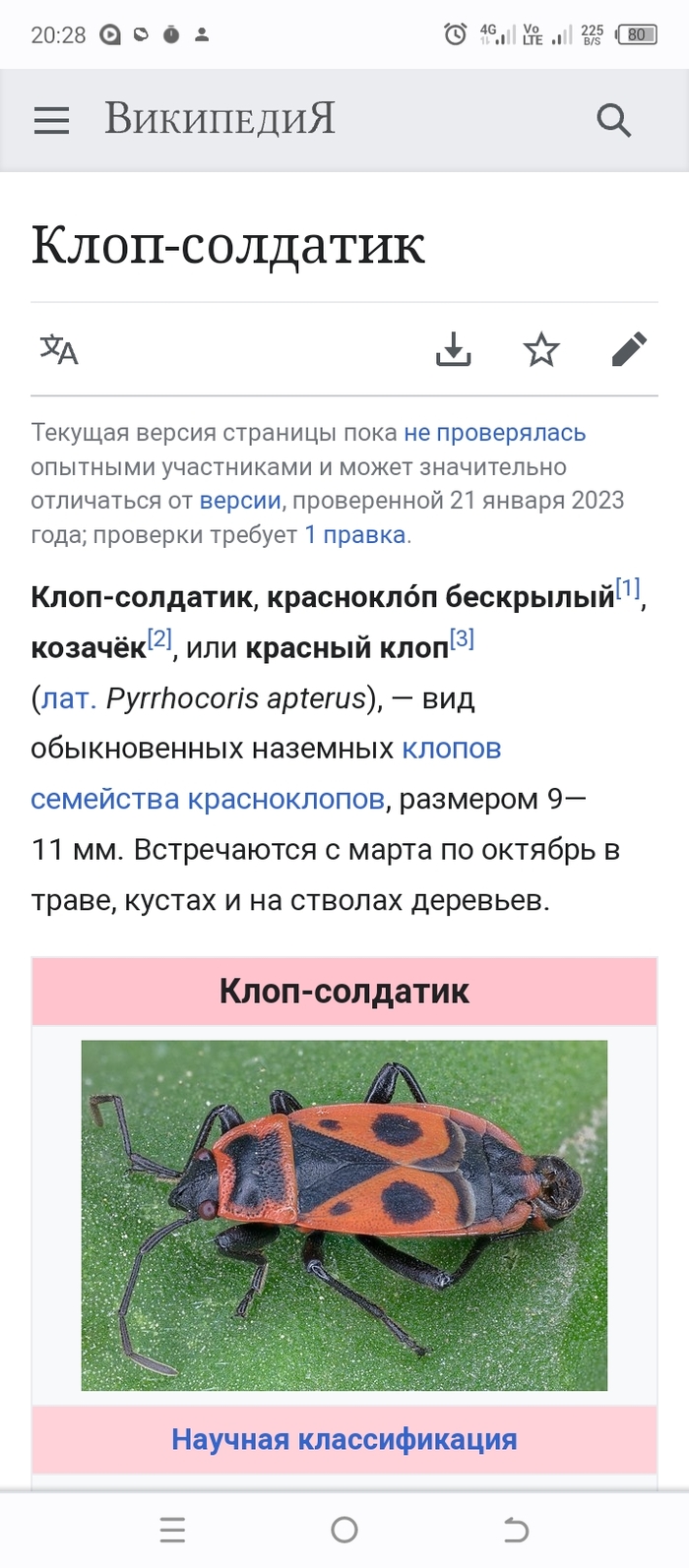 Клоповник | Пикабу