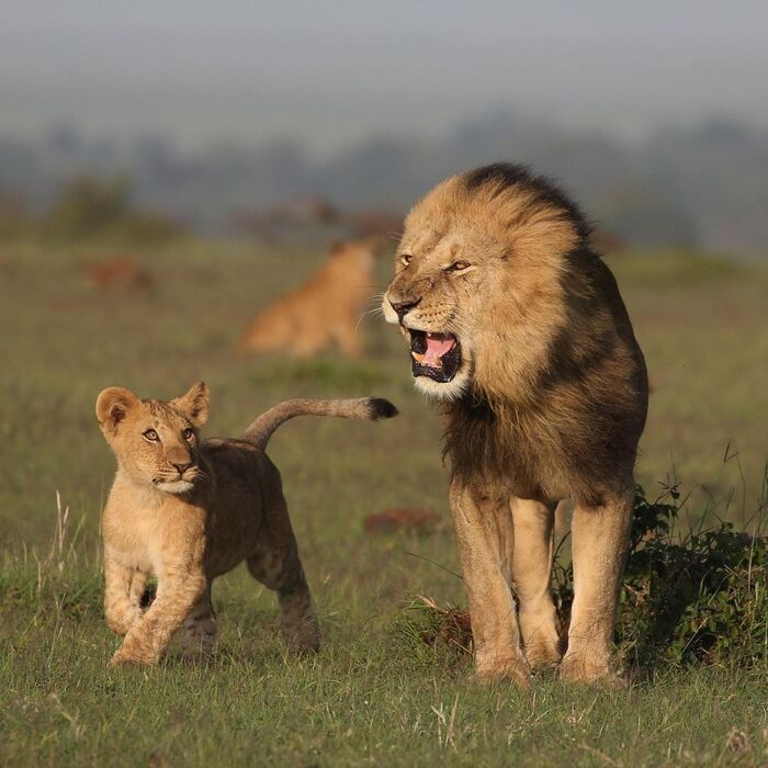 Слушай отца! Львята, Лев, Большие кошки, Семейство кошачьих, Хищные животные, Дикие животные, Дикая природа, Кения, Африка, Фотография