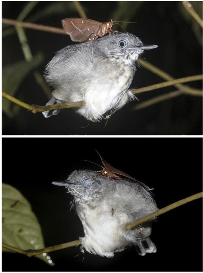 Горгона макарея