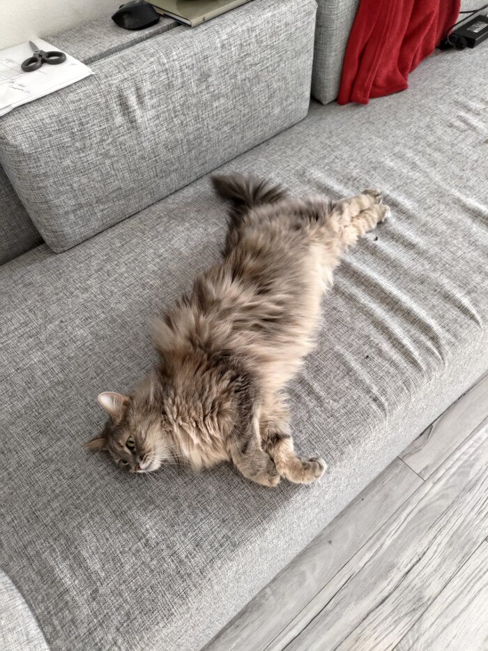 Котойога | Пикабу