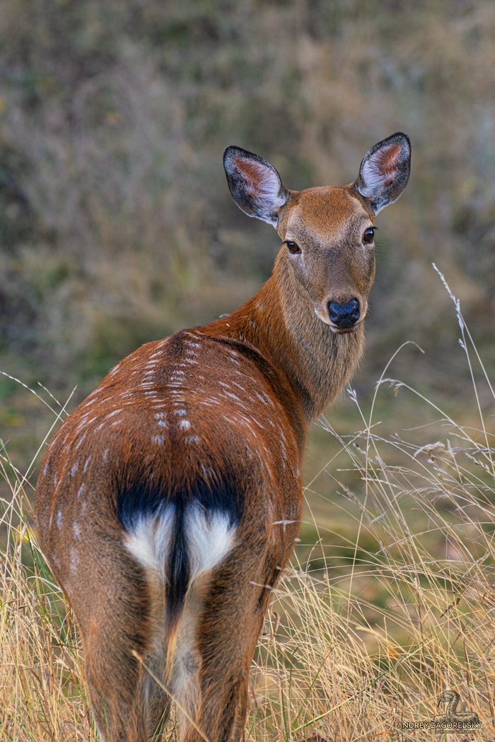 ��������� �����