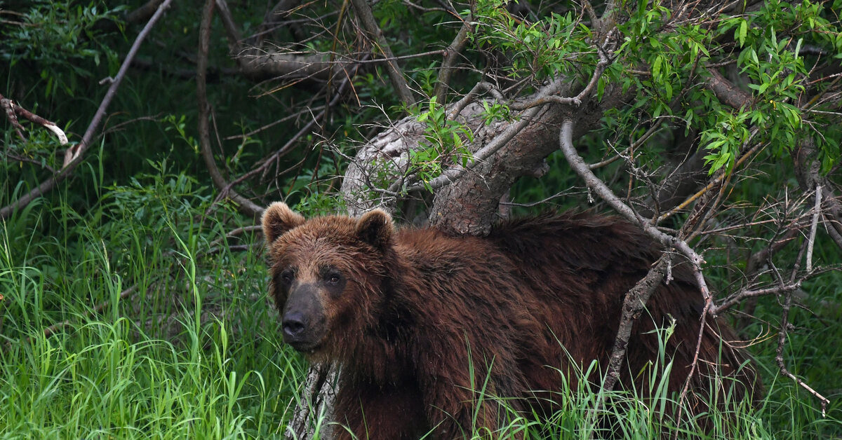 Медведи на территории России. Медведь полицейский. Медведь Участковый. TB-02a бурый медведь.