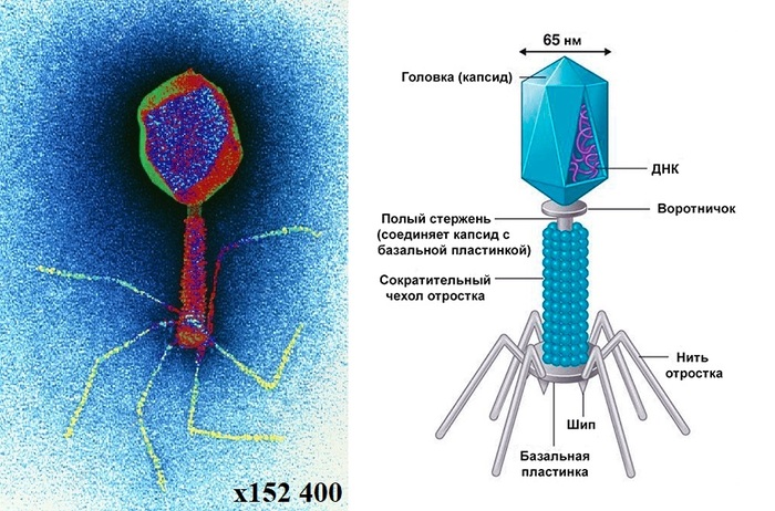 Фото бактериофаг под микроскопом