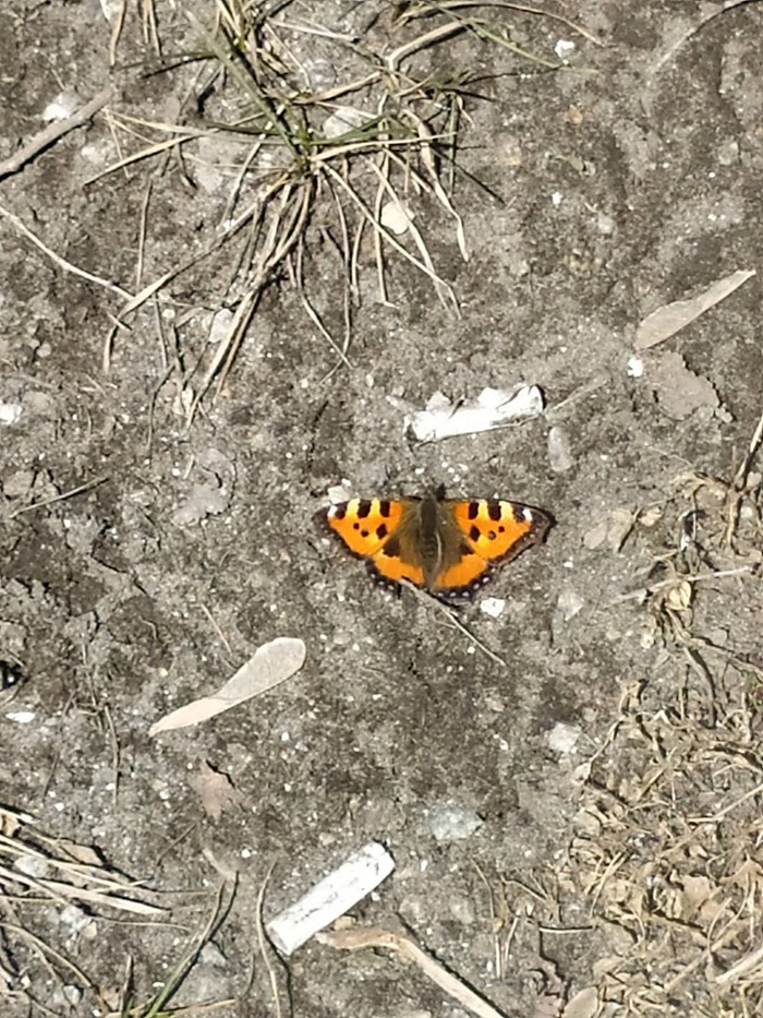 ����� ��������