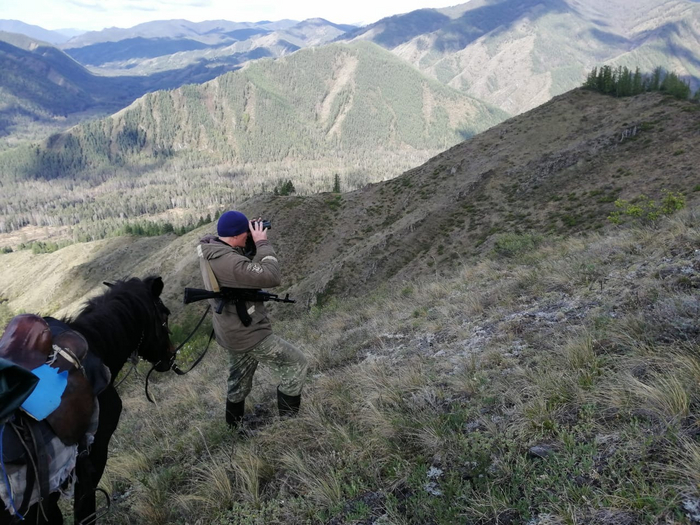 Сибирские горные козлы