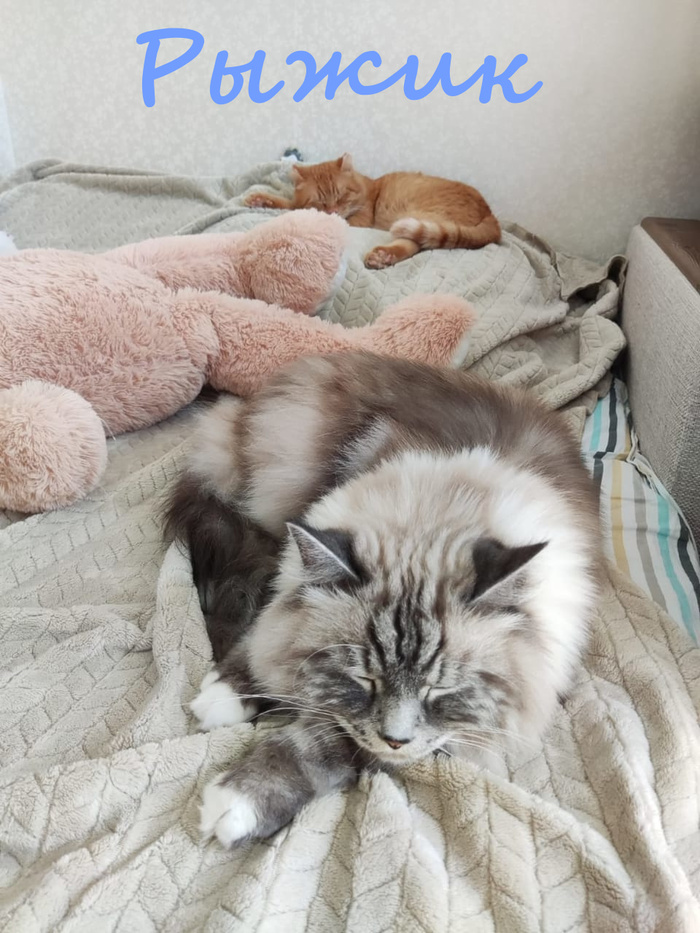 Жизнь домашнего приюта "Котоленд" 384 Кот, Приют, Липецк, Приют Котоленд, Помощь, Доброта, В добрые руки, Длиннопост