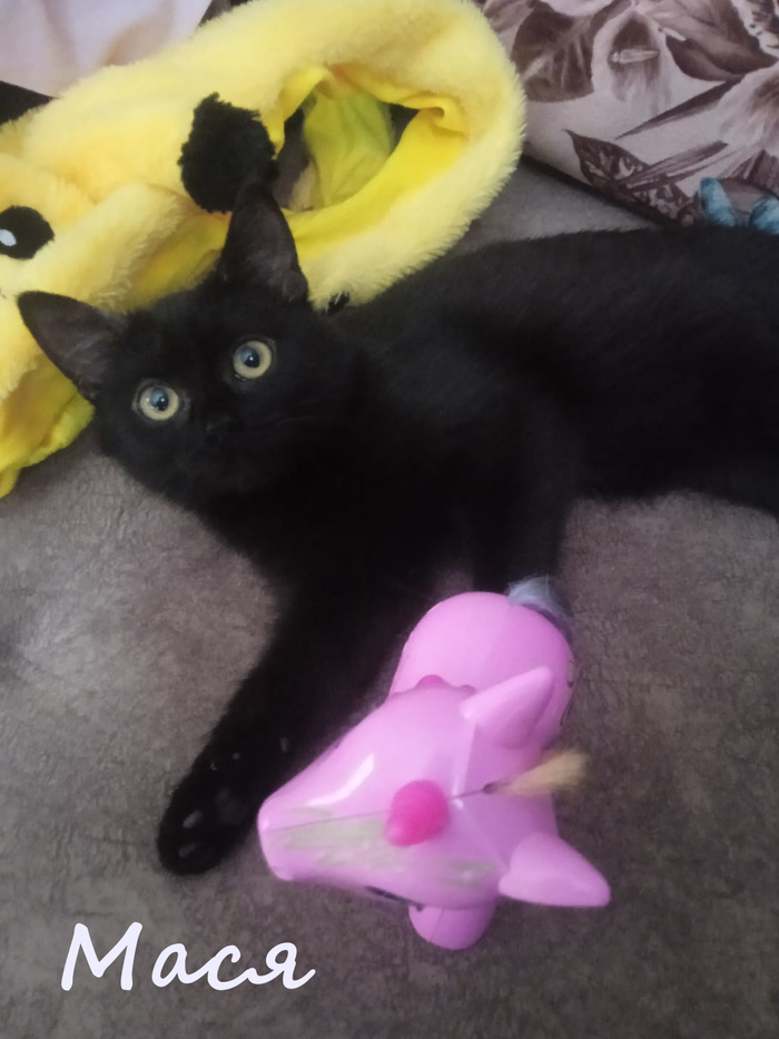 Жизнь домашнего приюта "Котоленд" 384 Кот, Приют, Липецк, Приют Котоленд, Помощь, Доброта, В добрые руки, Длиннопост