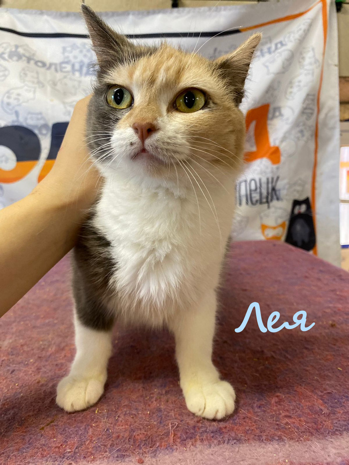 Жизнь домашнего приюта "Котоленд" 384 Кот, Приют, Липецк, Приют Котоленд, Помощь, Доброта, В добрые руки, Длиннопост