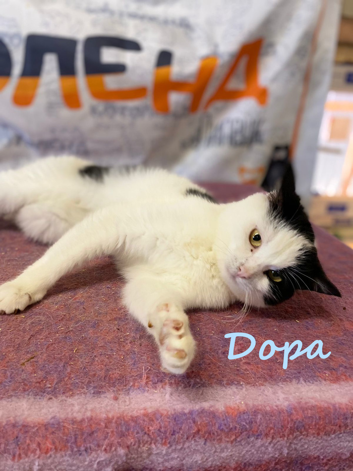 Жизнь домашнего приюта "Котоленд" 384 Кот, Приют, Липецк, Приют Котоленд, Помощь, Доброта, В добрые руки, Длиннопост