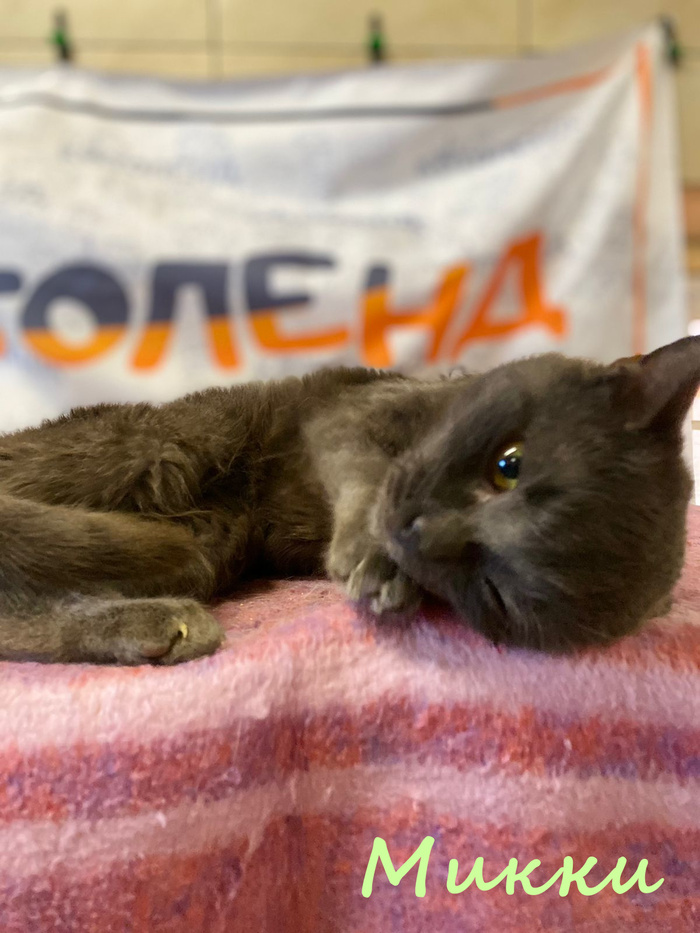 Жизнь домашнего приюта "Котоленд" 384 Кот, Приют, Липецк, Приют Котоленд, Помощь, Доброта, В добрые руки, Длиннопост