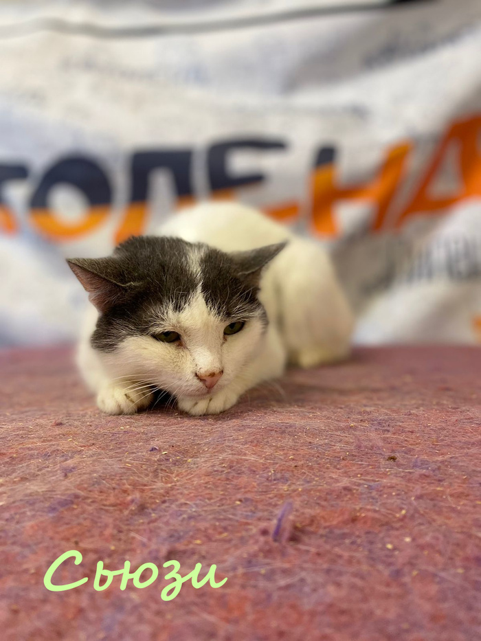 Жизнь домашнего приюта "Котоленд" 384 Кот, Приют, Липецк, Приют Котоленд, Помощь, Доброта, В добрые руки, Длиннопост