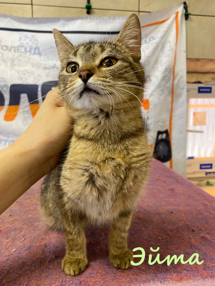 Жизнь домашнего приюта "Котоленд" 384 Кот, Приют, Липецк, Приют Котоленд, Помощь, Доброта, В добрые руки, Длиннопост