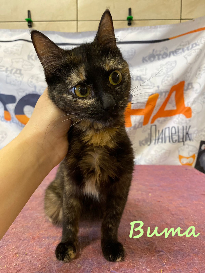 Жизнь домашнего приюта "Котоленд" 384 Кот, Приют, Липецк, Приют Котоленд, Помощь, Доброта, В добрые руки, Длиннопост