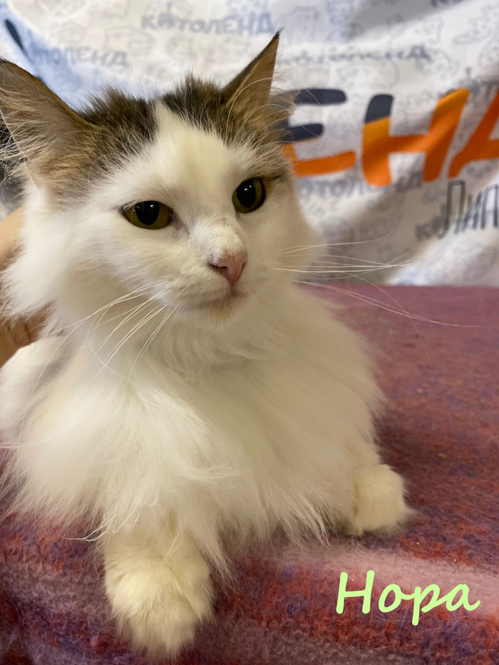 Жизнь домашнего приюта "Котоленд" 384 Кот, Приют, Липецк, Приют Котоленд, Помощь, Доброта, В добрые руки, Длиннопост