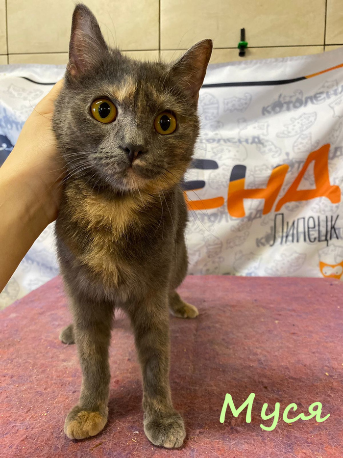 Жизнь домашнего приюта "Котоленд" 384 Кот, Приют, Липецк, Приют Котоленд, Помощь, Доброта, В добрые руки, Длиннопост