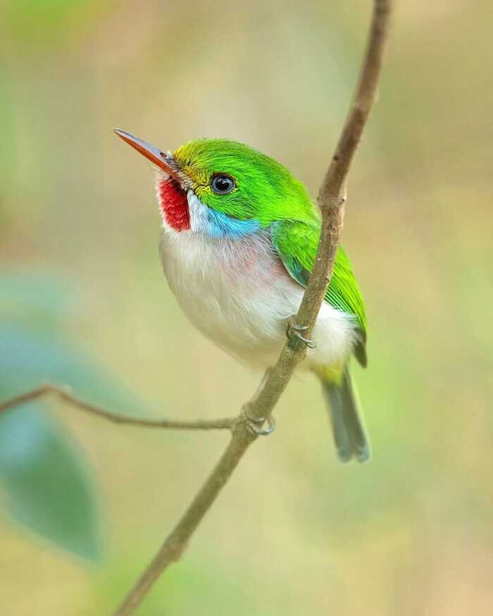 Кубинский тоди