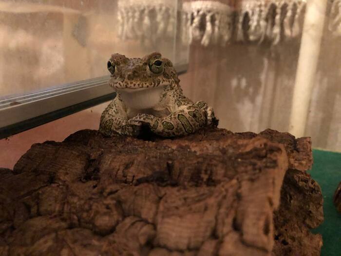 1500 чуваков в сообществе с жабами по средам