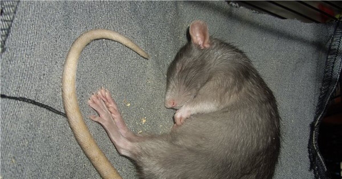 Серая крыса во сне. Мышиный хвост. Хвост мыши.