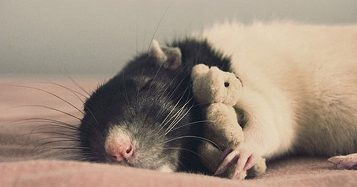 Спокойной мыши. Спящие мышата.