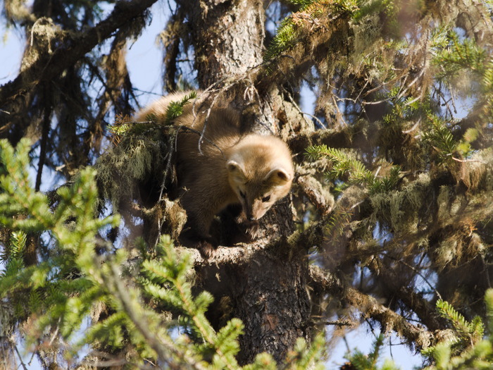 Соболь осенний на ёлке