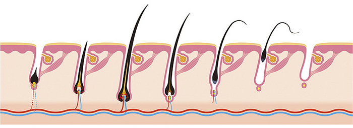 Нехватка витамина D и выпадение волос