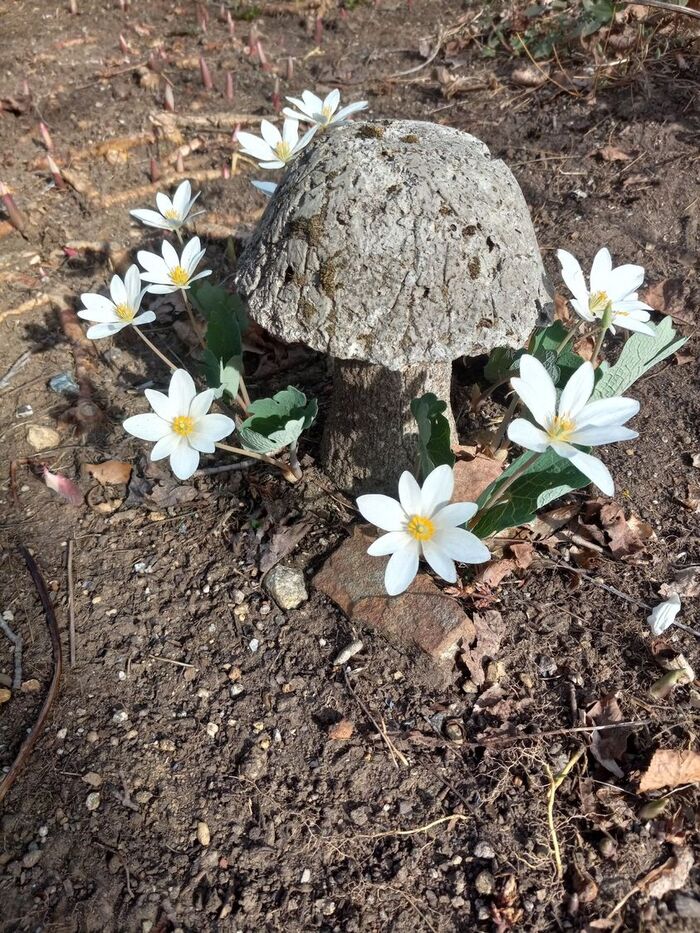 Старый морщинистый гриб и молодые цветочки!