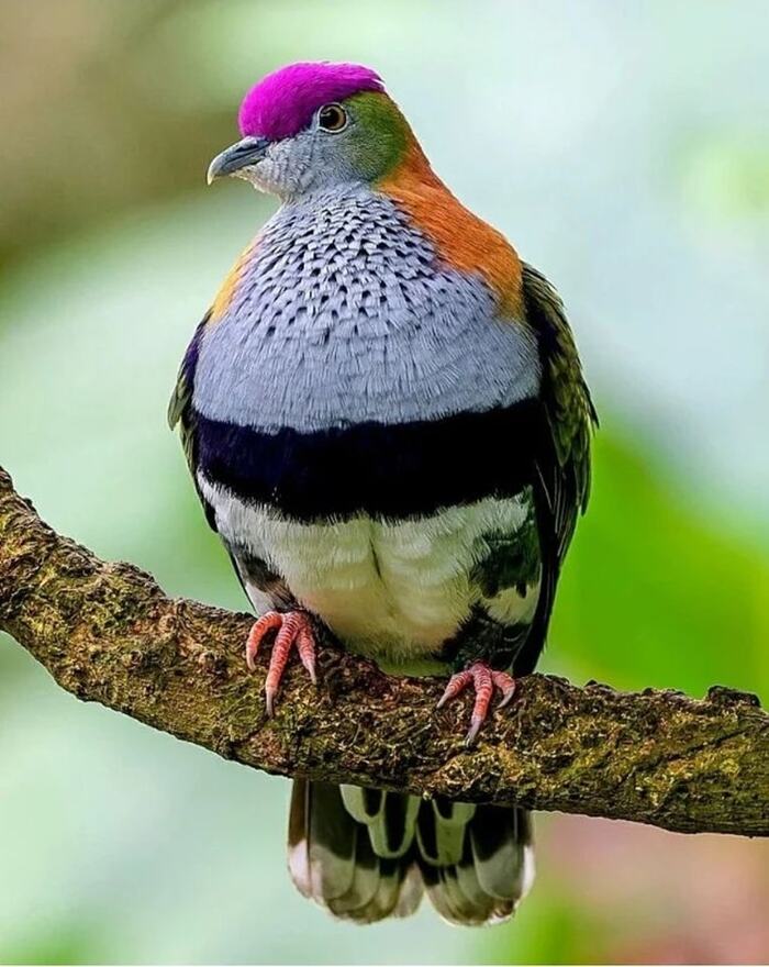 Фруктовая горлица