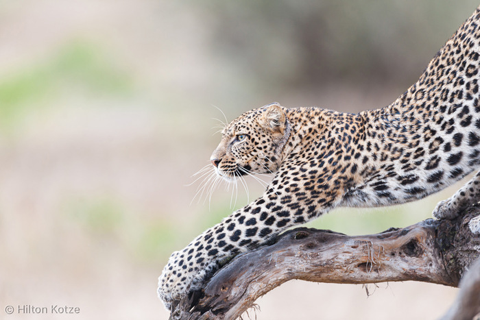 Потягивание