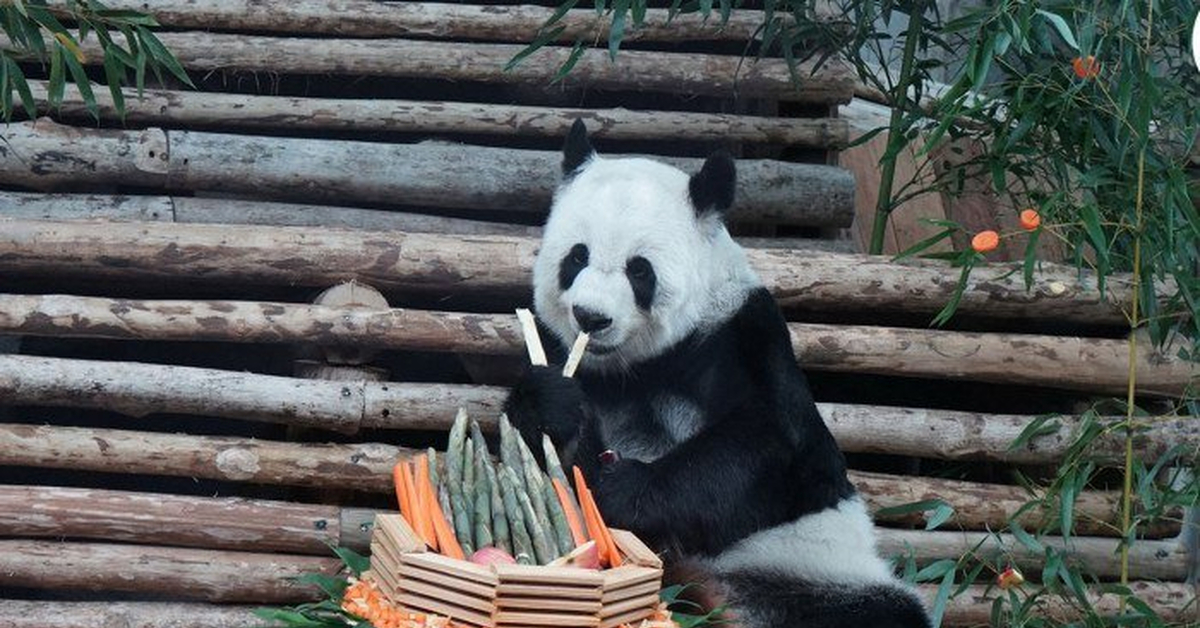 Большая панда. Линь хуэй панда. Бамбуковый медведь. Последняя панда. Бамбуковые панды китайские.