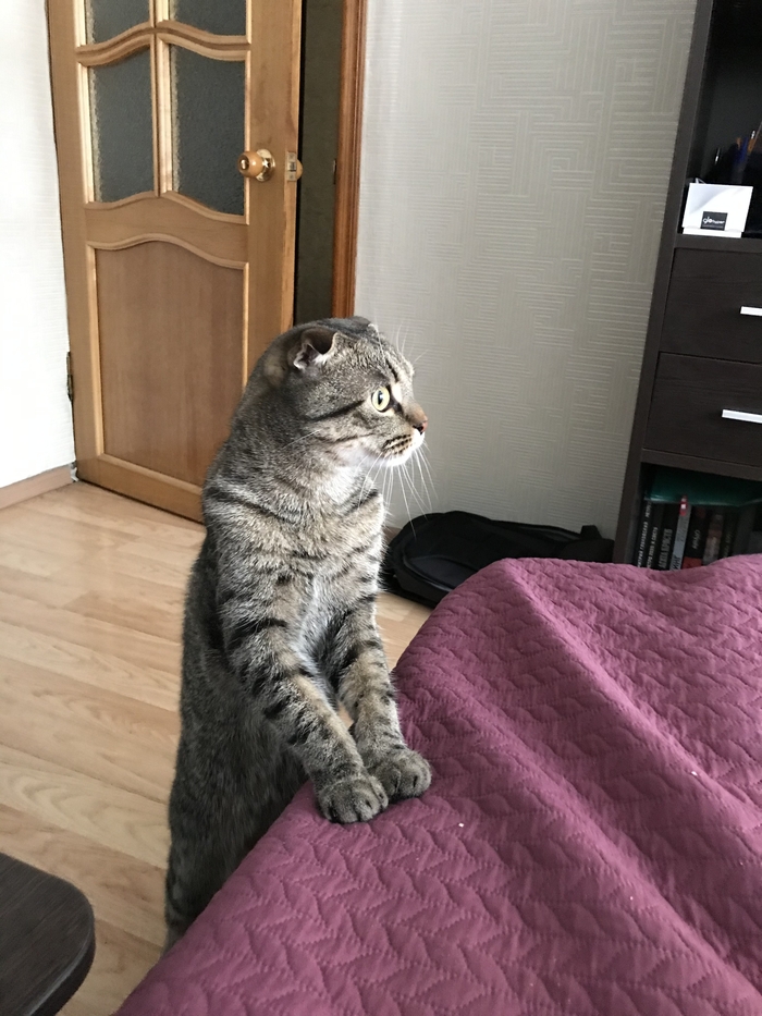 Кота вам! Кот, Фотография, Вислоухий, Домашние животные, Длиннопост