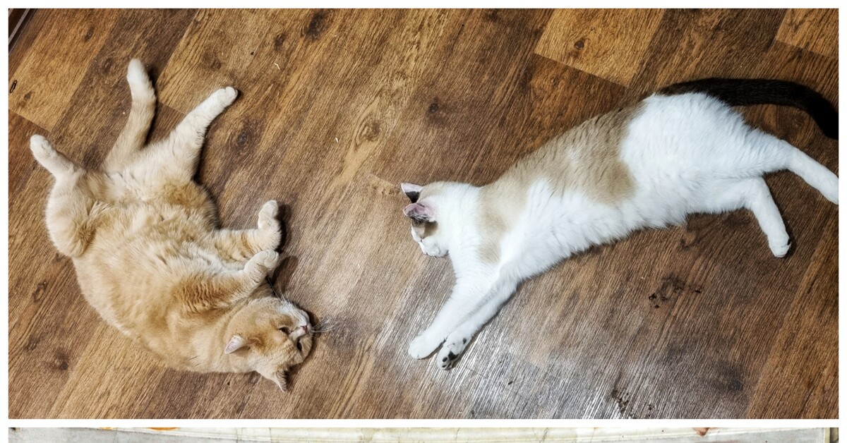 Сотворение кота... | Пикабу
