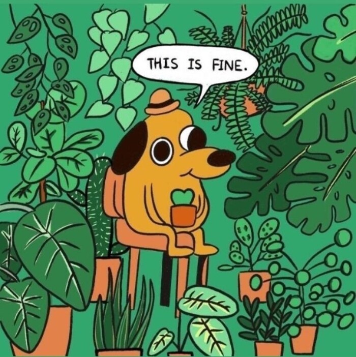 Когда пришла домой с новым цветком, а места в квартире уже нет