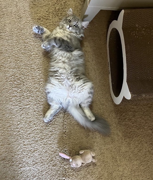 Просто удачная фотография котика