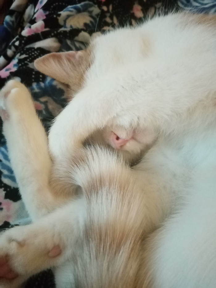 Руки ноги, нос!